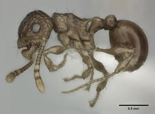 Pristomyrmex punctatus specimen CASENT0246126 image casent0246126_3