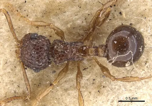 Pristomyrmex punctatus specimen CASENT0901379 image casent0901379_1