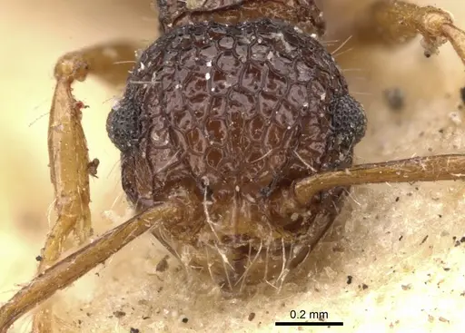 Pristomyrmex punctatus specimen CASENT0901379 image casent0901379_2