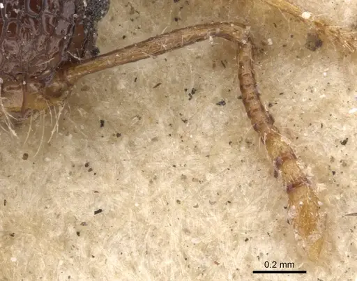 Pristomyrmex punctatus specimen CASENT0901379 image casent0901379_3