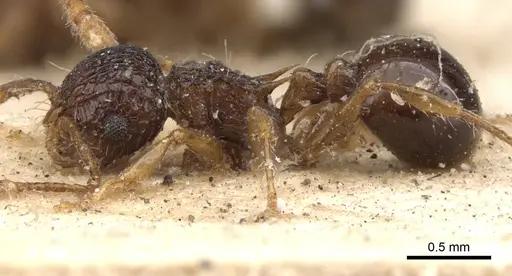 Pristomyrmex punctatus specimen CASENT0901379 image casent0901379_4