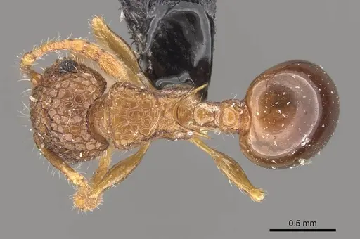 Pristomyrmex punctatus specimen CASENT0908957 image casent0908957_1
