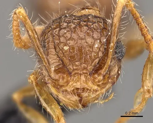 Pristomyrmex punctatus specimen CASENT0908957 image casent0908957_2