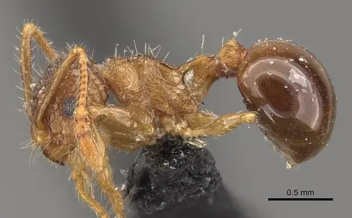 Pristomyrmex punctatus specimen CASENT0908957 image casent0908957_3