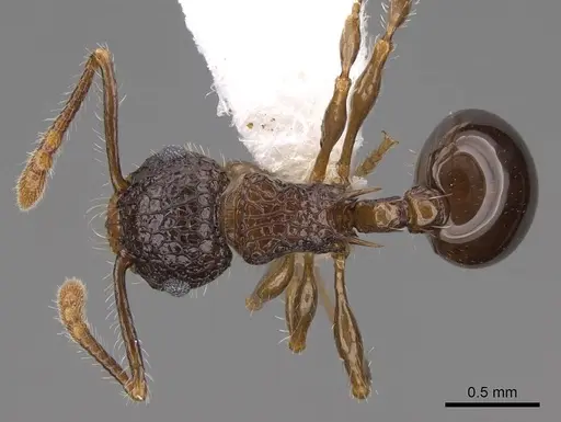 Pristomyrmex punctatus specimen CASENT0922995 image casent0922995_1