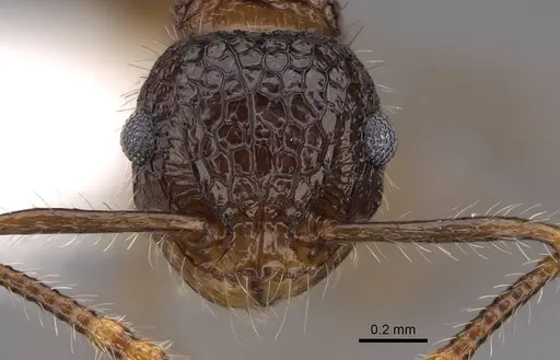 Pristomyrmex punctatus specimen CASENT0922995 image casent0922995_2