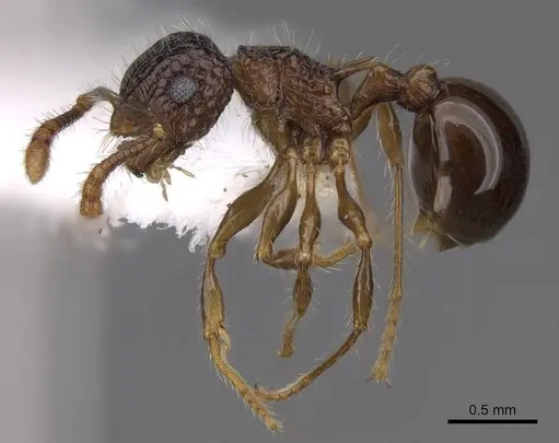 Pristomyrmex punctatus specimen CASENT0922995 image casent0922995_3