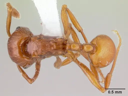 Pristomyrmex quadridens specimen CASENT0178411 image casent0178411_1