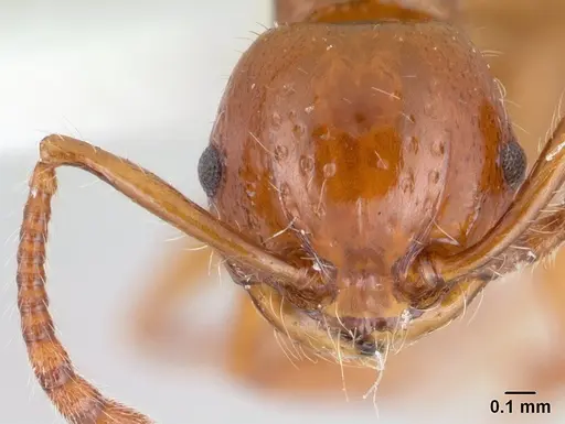 Pristomyrmex quadridens specimen CASENT0178411 image casent0178411_2