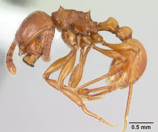 Pristomyrmex quadridens specimen CASENT0178411 image casent0178411_3