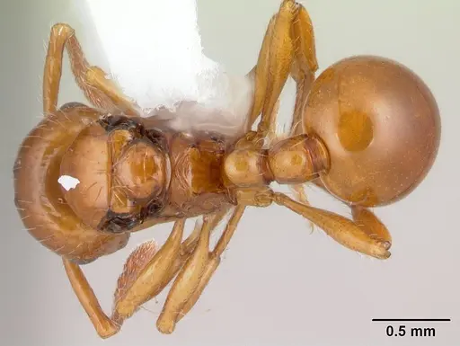 Pristomyrmex quadridens specimen CASENT0178412 image casent0178412_1