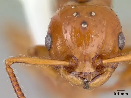 Pristomyrmex quadridens specimen CASENT0178412 image casent0178412_2