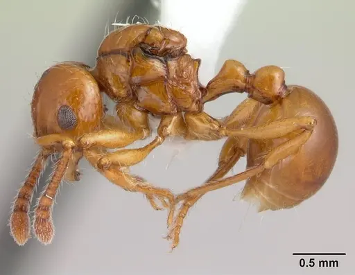 Pristomyrmex quadridens specimen CASENT0178412 image casent0178412_3