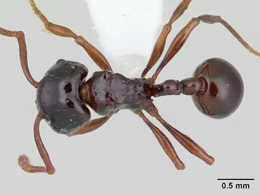 Pristomyrmex quadridens specimen CASENT0178444 image casent0178444_1