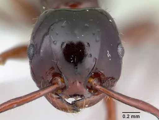 Pristomyrmex quadridens specimen CASENT0178444 image casent0178444_2