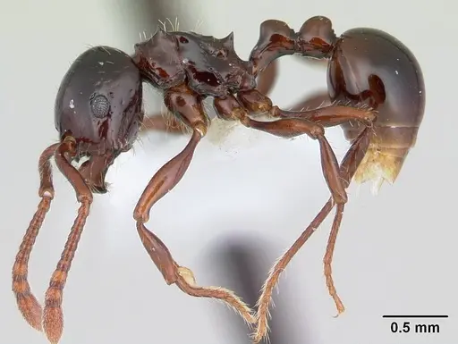 Pristomyrmex quadridens specimen CASENT0178444 image casent0178444_3
