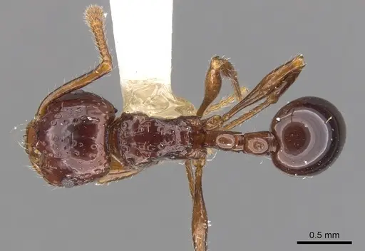Pristomyrmex quadridens specimen CASENT0901725 image casent0901725_1