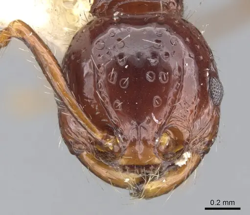Pristomyrmex quadridens specimen CASENT0901725 image casent0901725_2