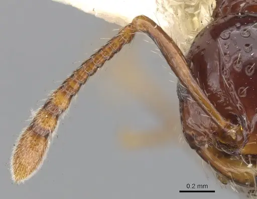 Pristomyrmex quadridens specimen CASENT0901725 image casent0901725_3