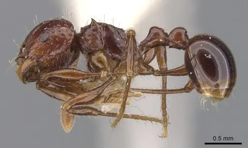 Pristomyrmex quadridens specimen CASENT0901725 image casent0901725_4