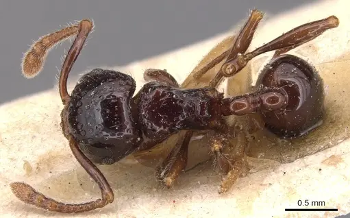 Pristomyrmex quadridens specimen CASENT0904696 image casent0904696_1