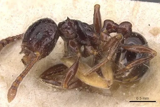 Pristomyrmex quadridens specimen CASENT0904696 image casent0904696_3