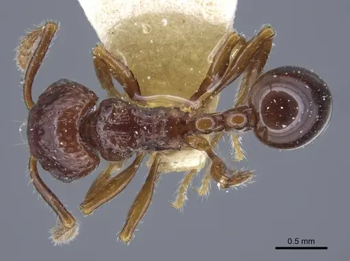 Pristomyrmex quadridens specimen CASENT0917032 image casent0917032_1