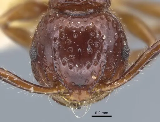 Pristomyrmex quadridens specimen CASENT0917032 image casent0917032_2