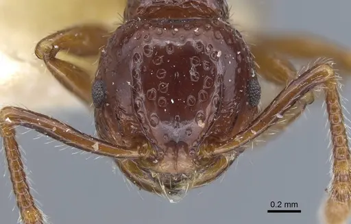 Pristomyrmex quadridens specimen CASENT0917032 image casent0917032_3