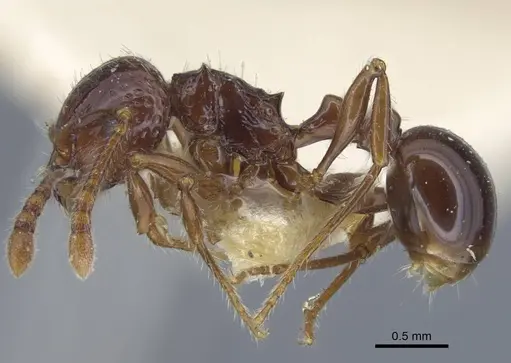 Pristomyrmex quadridens specimen CASENT0917032 image casent0917032_4