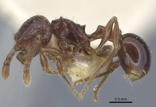 Pristomyrmex quadridens specimen CASENT0917032 image casent0917032_5