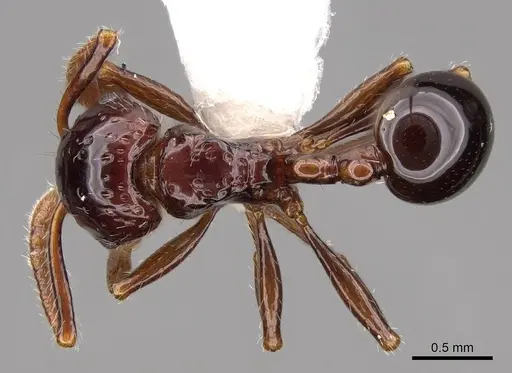 Pristomyrmex quadridens specimen CASENT0922996 image casent0922996_1