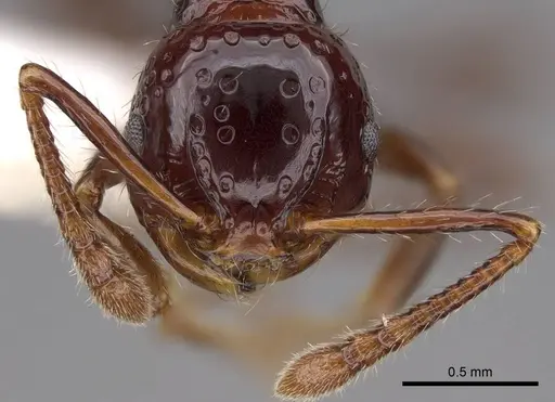 Pristomyrmex quadridens specimen CASENT0922996 image casent0922996_2