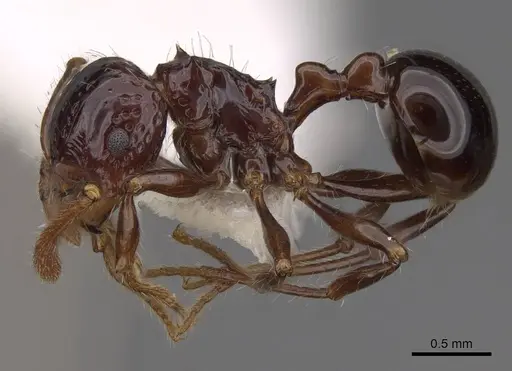 Pristomyrmex quadridens specimen CASENT0922996 image casent0922996_3