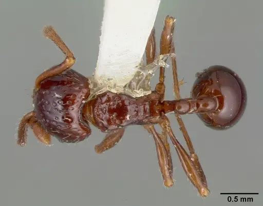 Pristomyrmex quadridens specimen CASTYPE06941 image castype06941_1