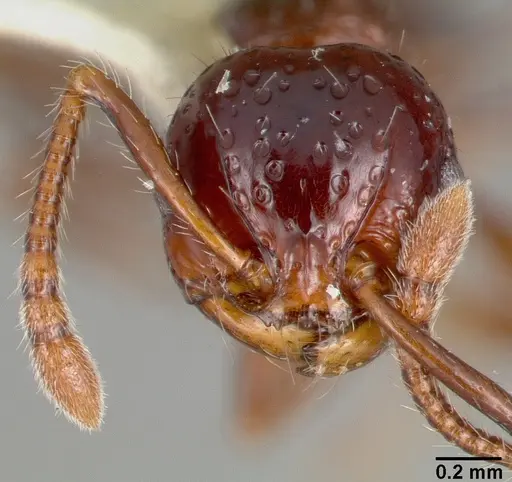 Pristomyrmex quadridens specimen CASTYPE06941 image castype06941_2