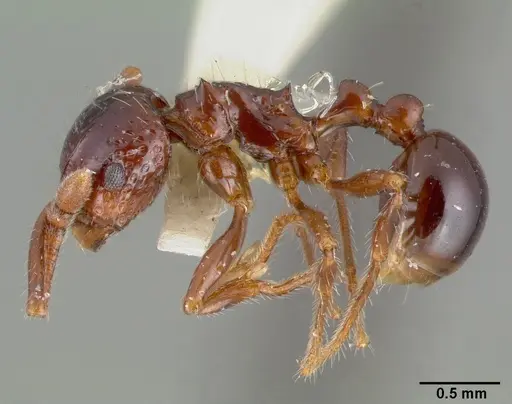 Pristomyrmex quadridens specimen CASTYPE06941 image castype06941_3