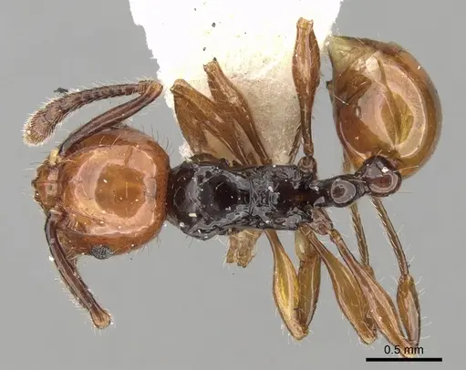 Pristomyrmex quadridentatus specimen CASENT0281801 image casent0281801_1
