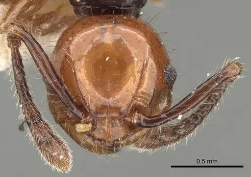 Pristomyrmex quadridentatus specimen CASENT0281801 image casent0281801_2