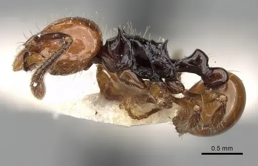 Pristomyrmex quadridentatus specimen CASENT0281801 image casent0281801_3