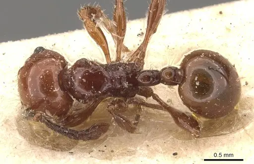 Pristomyrmex quadridentatus specimen CASENT0908958 image casent0908958_1