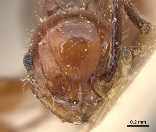 Pristomyrmex quadridentatus specimen CASENT0908958 image casent0908958_2