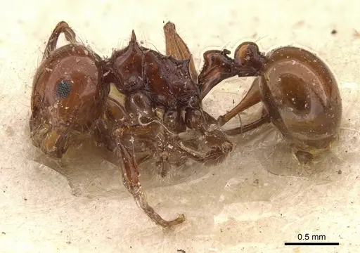 Pristomyrmex quadridentatus specimen CASENT0908958 image casent0908958_3