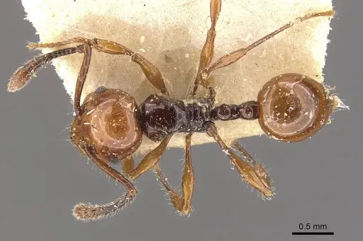 Pristomyrmex quadridentatus specimen CASENT0908959 image casent0908959_1