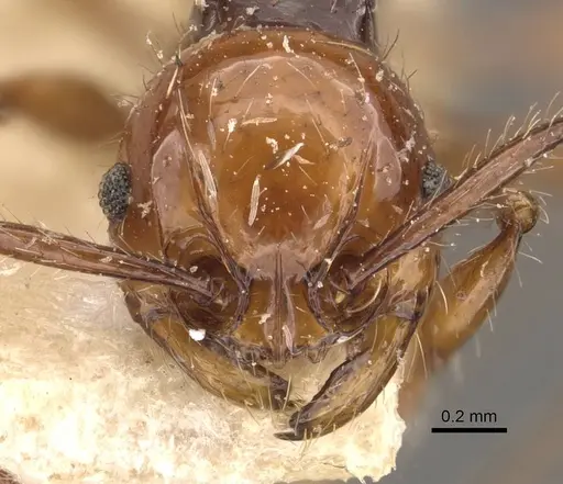Pristomyrmex quadridentatus specimen CASENT0908959 image casent0908959_2