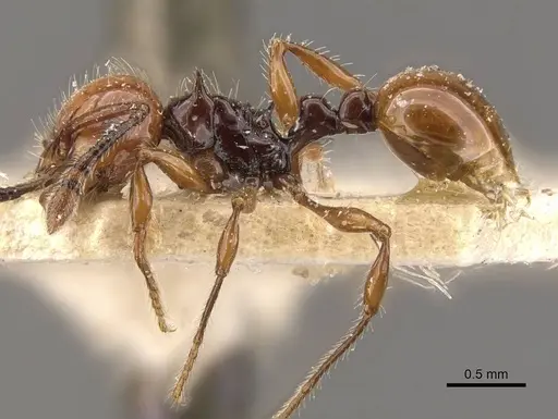 Pristomyrmex quadridentatus specimen CASENT0908959 image casent0908959_3