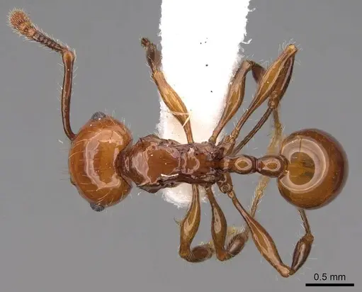 Pristomyrmex quadridentatus specimen CASENT0922998 image casent0922998_1