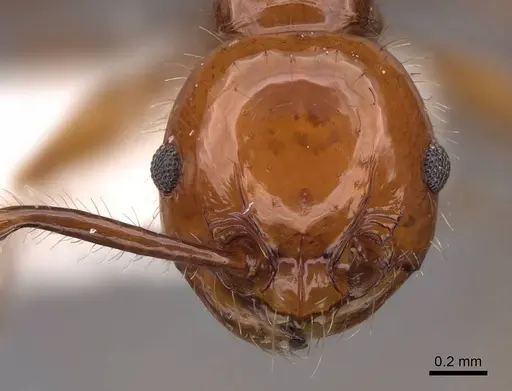 Pristomyrmex quadridentatus specimen CASENT0922998 image casent0922998_2