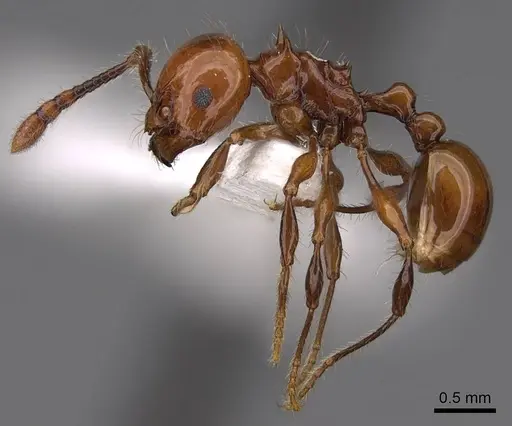 Pristomyrmex quadridentatus specimen CASENT0922998 image casent0922998_3