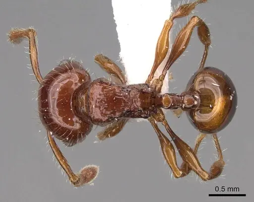 Pristomyrmex quadridentatus specimen CASENT0922999 image casent0922999_1